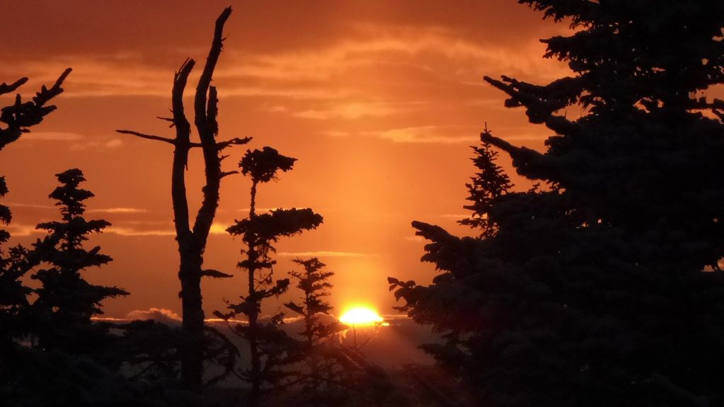 Sunset glowing behind silhouetted trees with an orange sky.