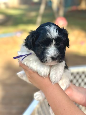 Black and white Havanese puppy being held