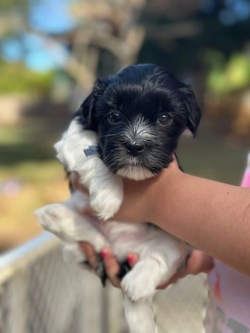 Black and white Havanese puppy