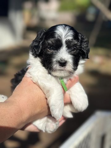 Black and white Havanese puppy being held