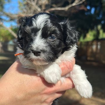 Black and white Havanese puppy being held