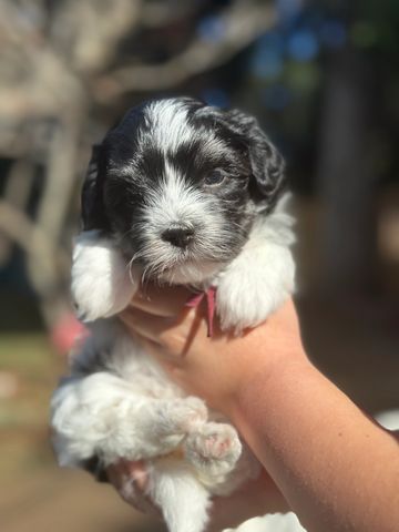 Black and white Havanese puppy with tan points being held