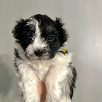 Black and white Havanese puppy