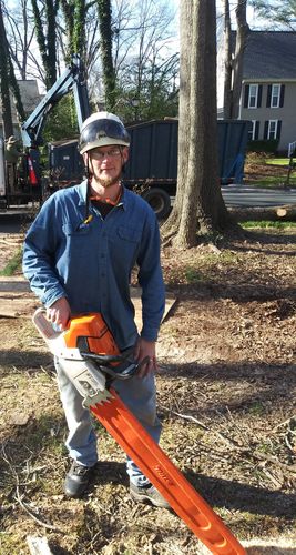 Big Trees, no problem to cut down with this 661 Magnum