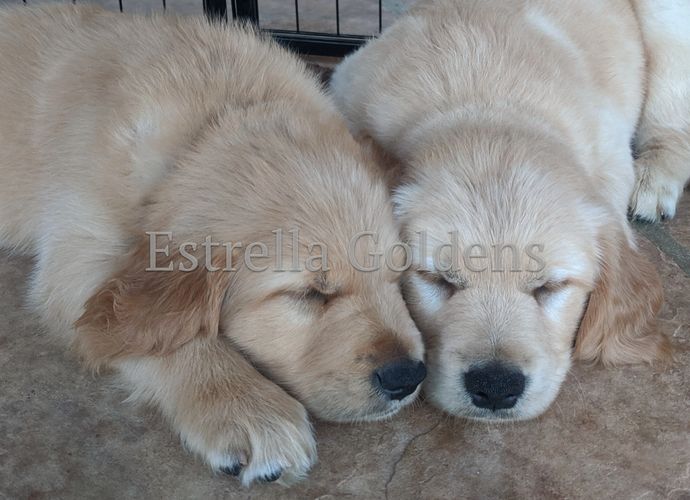 Purebred Golden Retriever puppies.  Goodyear, Arizona.  