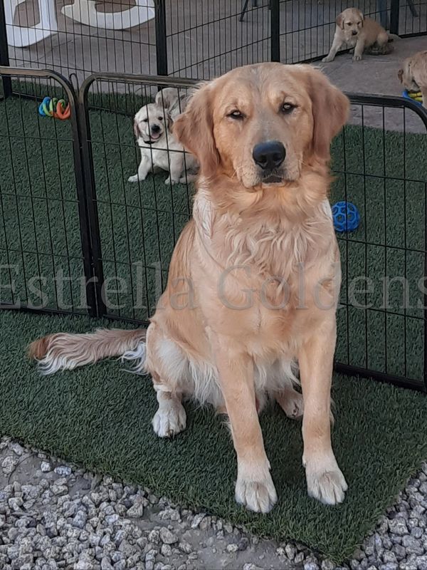 Akc Puppies For Sale In Arizona Golden Retriever Puppies For Sale