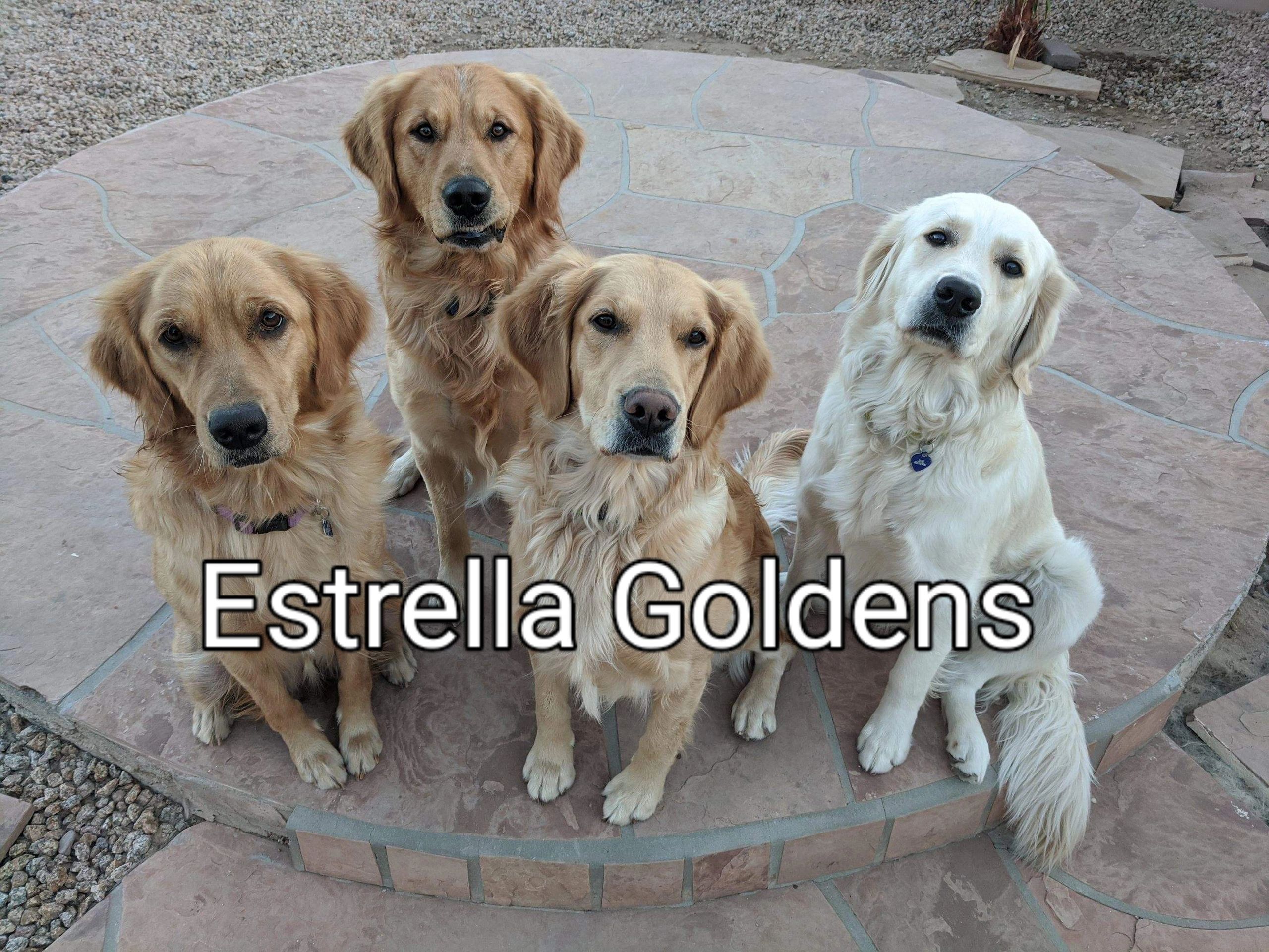 AKC Puppies for Sale in Arizona Golden Retriever puppies for sale