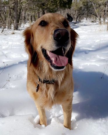 AKC registered Golden Retriever puppies for sale in Arizona