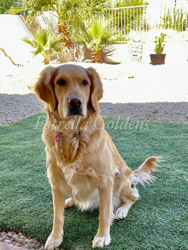 Akc Puppies For Sale In Arizona Golden Retriever Puppies For Sale
