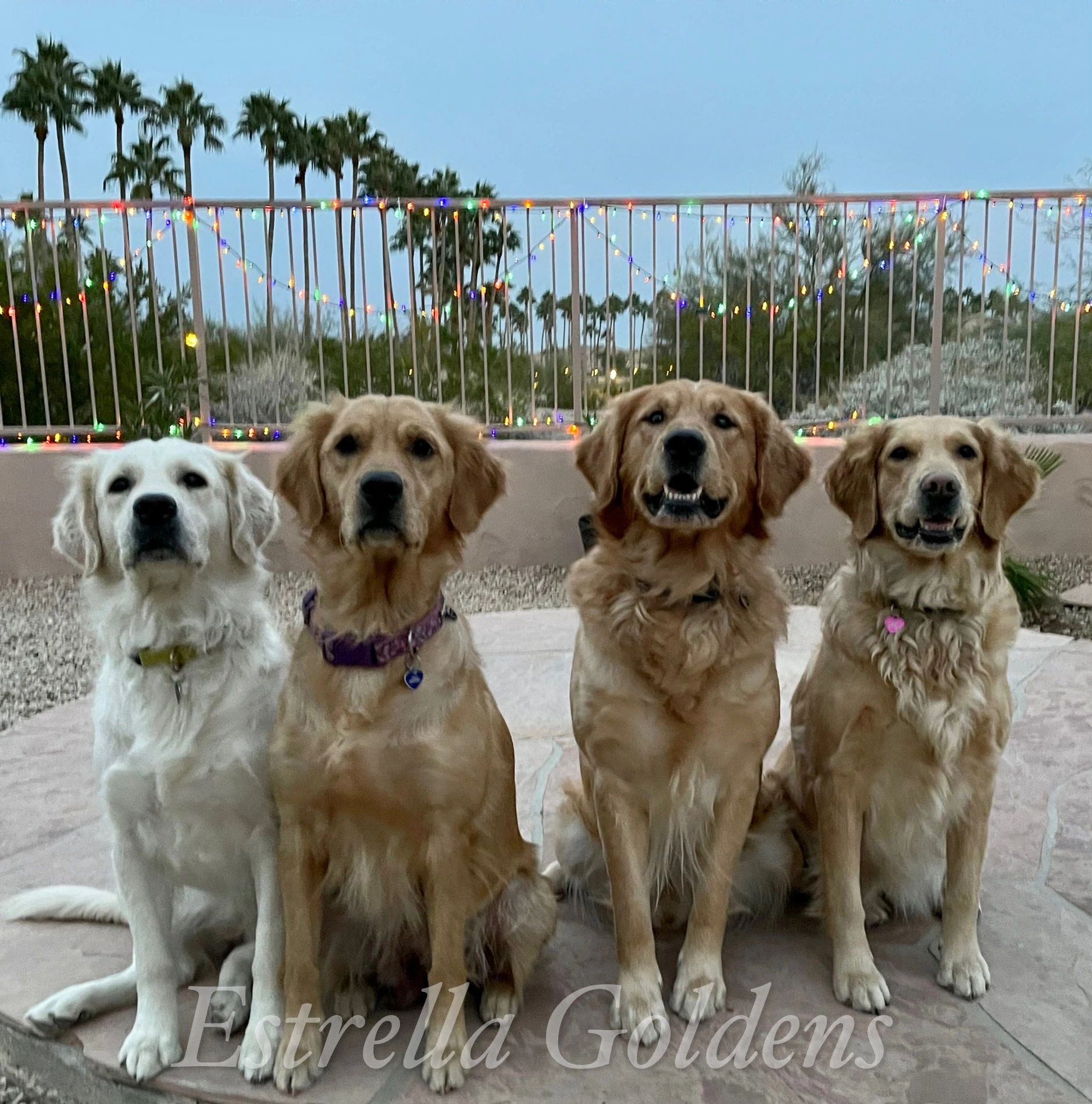 Akc Puppies For Sale In Arizona Golden Retriever Puppies For Sale