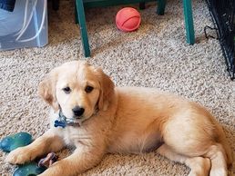 female golden retriever puppy from Bote and Violets litter 2019