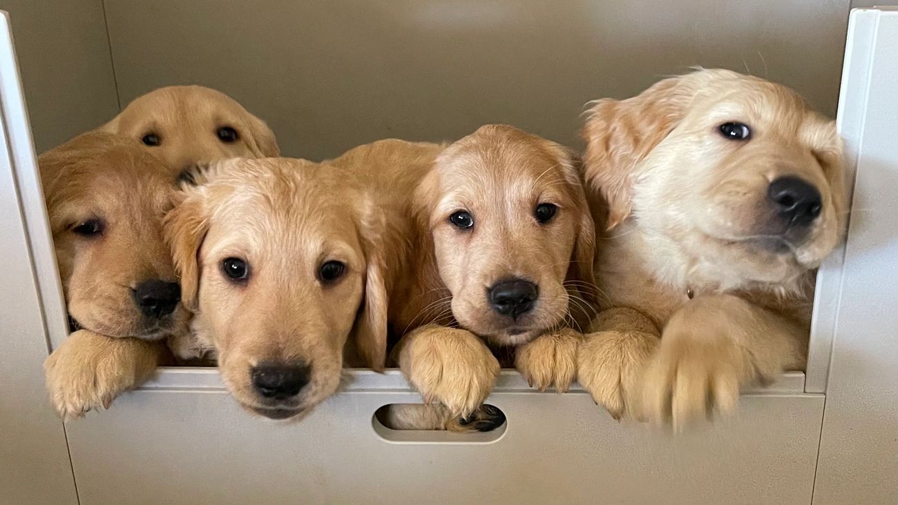 Golden Retriever Puppies For Sale Golden Retriever Puppies For Sale