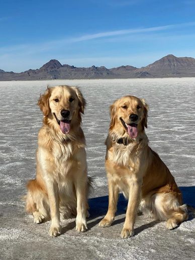 Brother & sister beautiful golden retriever puppies 