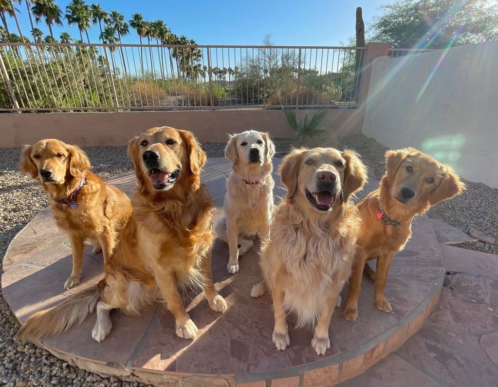 AKC GOLDEN RETRIEVERS in ARIZONA.
AKC BREEDER WITH H.E.A.R.T. Puppies are cared for in our home. 