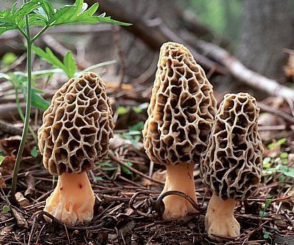 Yellow Morel (Morchella Esculenta)