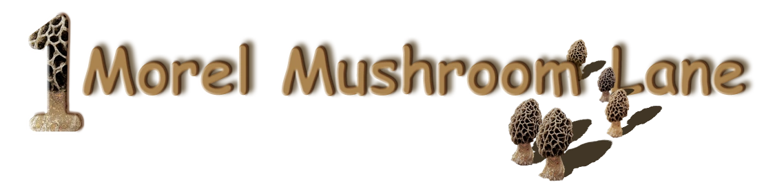 1 Morel Mushroom Lane - Mushroom Hunting, Morels
