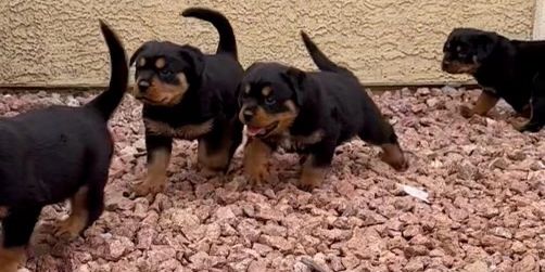 Here is where you can make your non-refundable puppy pet deposit to have your puppy reserved!

