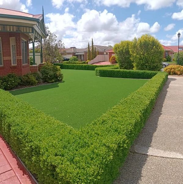 Neatly trimmed hedges surround a vibrant green lawn in a suburban front yard.