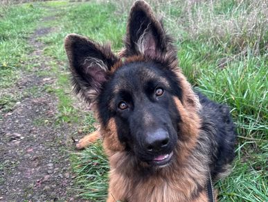 Long coat west German line German shepherd puppy for sale