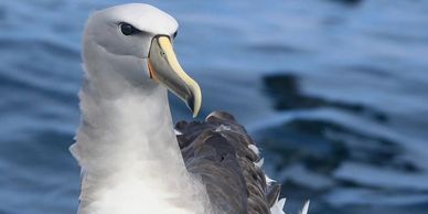 Albatro 
