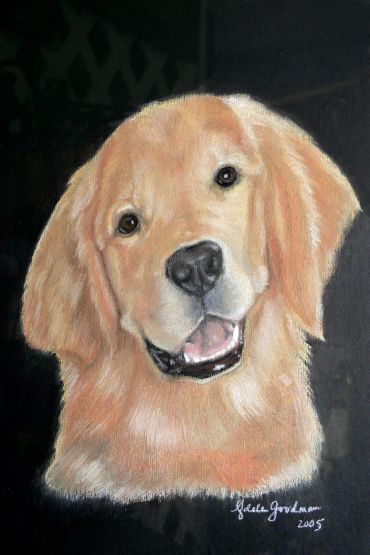 Portrait of a happy golden retriever dog.