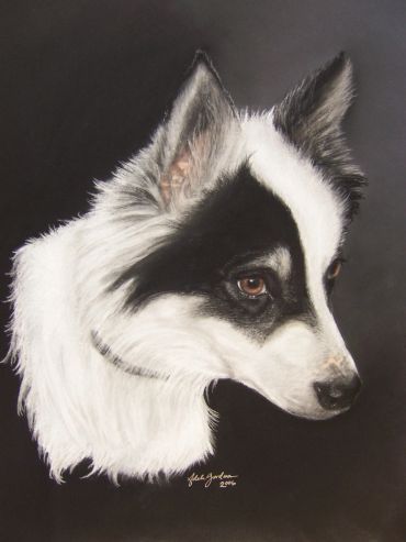 Black and white Border Collie dog portrait against a dark background.