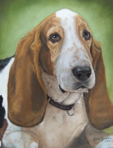 Portrait of a Basset Hound dog with droopy ears.