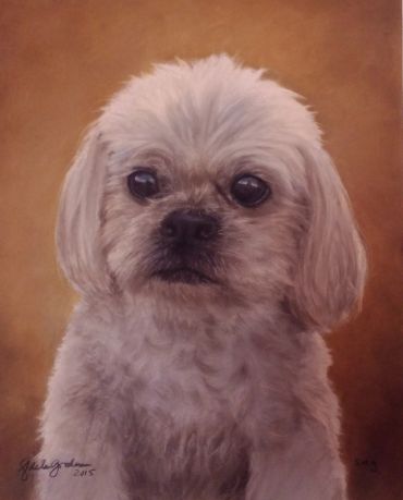 Portrait of a small fluffy dog with big eyes.