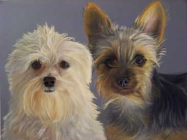 Two small dogs with fluffy fur looking at the camera.