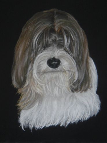 Fluffy dog with long hair covering eyes against black background.