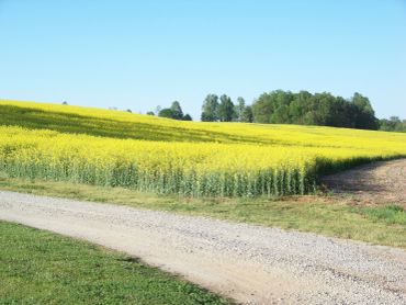 Gravel path beside a yellow flowering field under a clear sky.