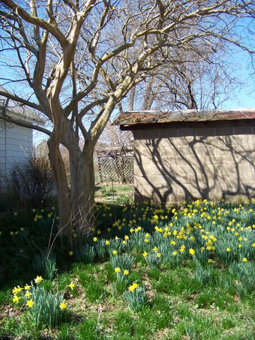 Tree, flowers, and shadows by a shed on a sunny day.