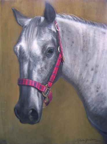 Close-up of a gray horse with a red halter.
