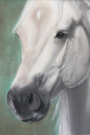 Close-up portrait of a white horse against a green background.