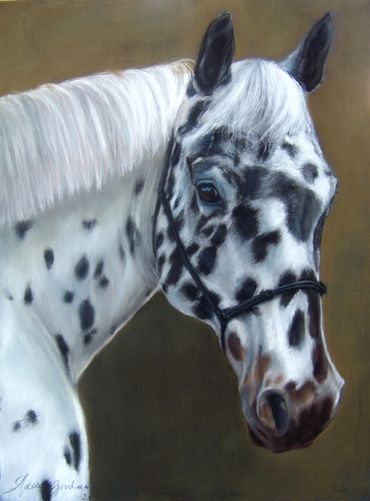 Close-up portrait of a black and white spotted horse.