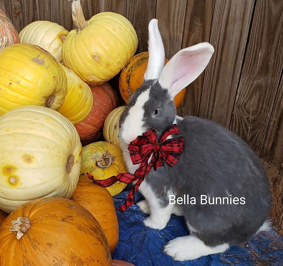 Bella Bunnies Service and Therapy Animals
