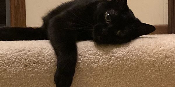 Black Cat mascot of InHomeTunings