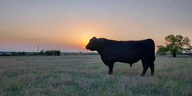 Bull with a beautiful Texas sunset