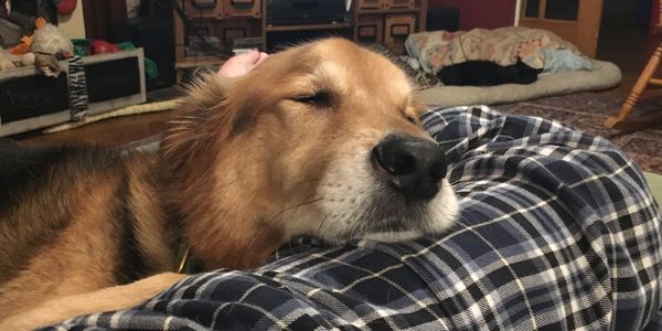 Rugby was the perfect dog who we adopted from the Indy Humane Society in 2006