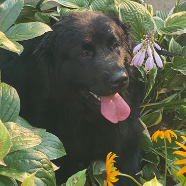 Millie the Newf
