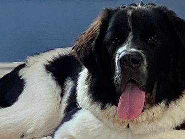 Gracie the Saint BernNewf