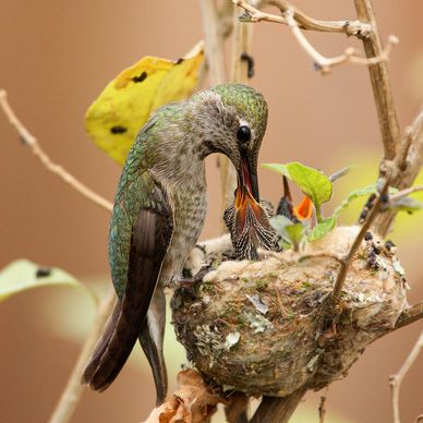 Dan Elster Photography, Hummingbird