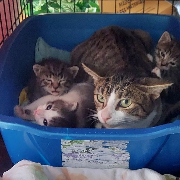 Space Coast Feline Network