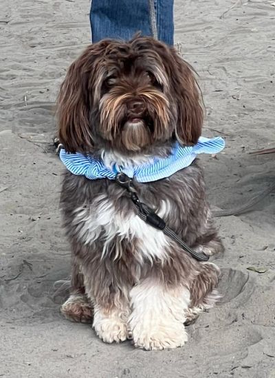Fluffy brown and white dog wearing a blue bandana sitting on sandy ground.