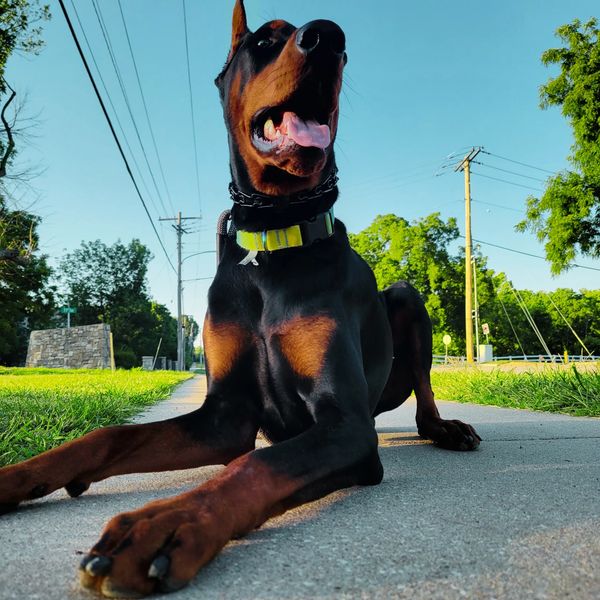 male doberman, health tested doberman, European doberman, healthy doberman, doberman pinscher