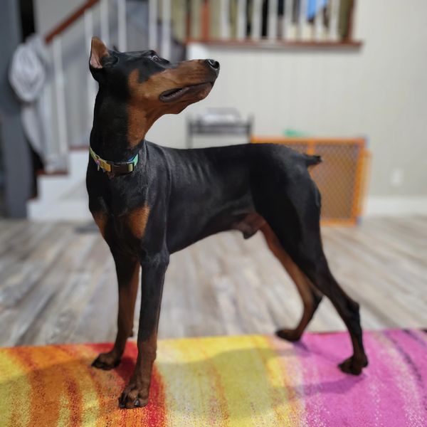 male doberman, health tested doberman, European doberman, healthy doberman, doberman pinscher