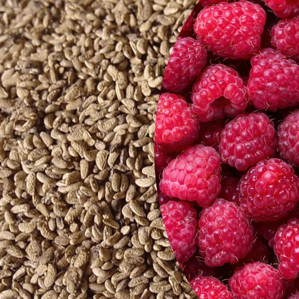 raspberry seeds