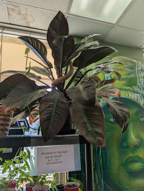 Large indoor plant with dark leaves on a rack for sale.