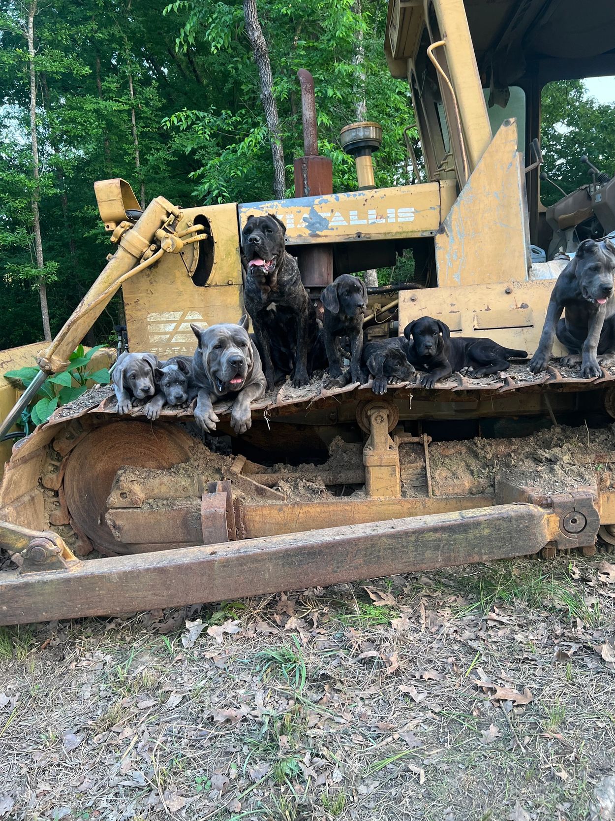 5ive, Xena and Litter 5x 2023 (Foundation)