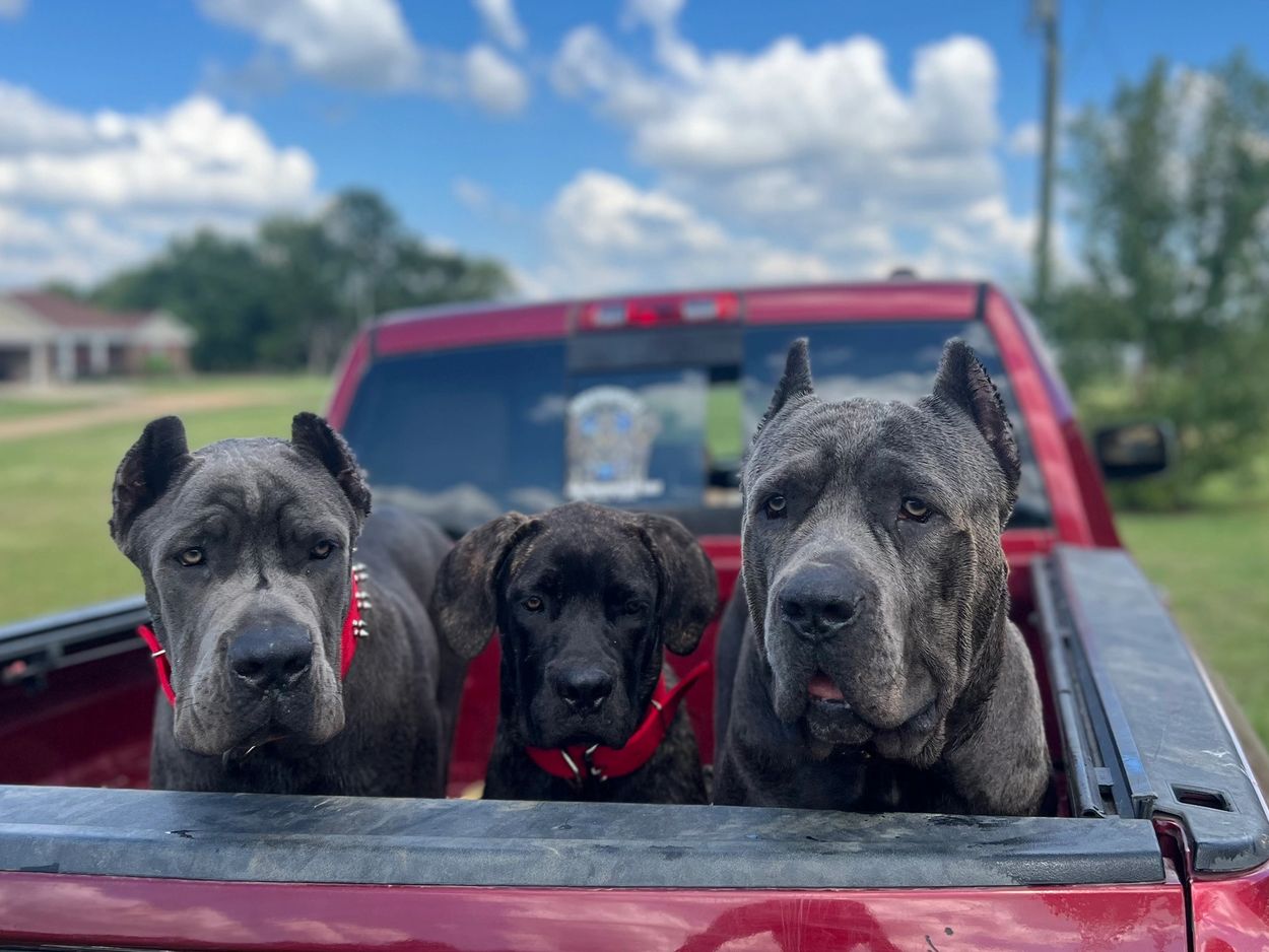 Cinco (Litter5C) Millie (Litter5X) 5ive (Father)
